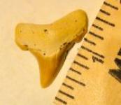 Summerville Angustidens Shark Tooth