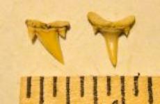 Reef Shark Teeth