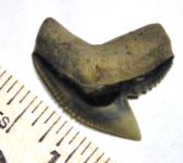 Modern Tiger Shark Tooth