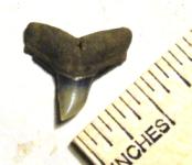 Bull Shark Tooth