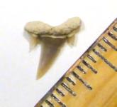 Serrated Reef Shark Tooth