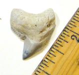 Modern Tiger Shark Tooth