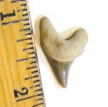 Oligocene Paratodus Shark Tooth