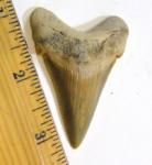 Angustidens Shark Tooth