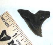 SC Pliocene Hemipristis Shark Tooth