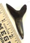 Isurus desori Mako Shark Tooth from the Edisto River