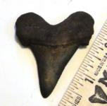 Nice mega shark tooth from the Edisto