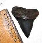 Mako Shark Tooth