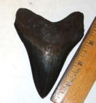 Serrated Megalodon Tooth