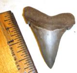 Angustidens Shark Tooth