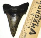 Angustidens Shark Tooth