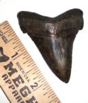 Angustidens Tooth