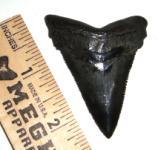 Angustiden Tooth