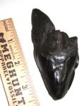 Pathologic Megalodon Shark Tooth