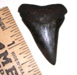 Mako Shark Tooth