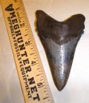 4 inch angustidens shark tooth