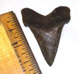 Angustidens Shark Tooth