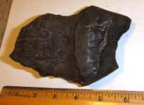 Edisto Mastodon Tooth Fragment