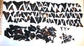 Scuba Diving the Edisto River Yields High Quality Fossil Shark Teeth