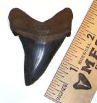 Angustidens Tooth