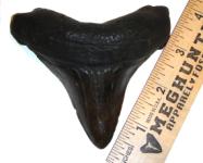 Massive, Thick Angustidens Shark Tooth