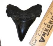 Unbelievable Quality Angustidens Mega Shark Tooth