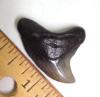 Serrated Giant Thresher Shark Tooth