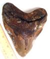 5 5/8 inch Megalodon Shark Tooth