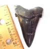 2 1/8 inch Angustidens Shark Tooth