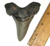 Angustidens Shark Tooth from the Edisto River