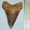 2 1/4" Angustidens Tooth