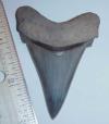 2 3/4" Angustidens Tooth