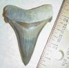 2 3/16" Angustidens Shark tooth