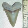 1 7/8" Angustidens Shark Tooth