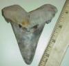 4 1/8" Angustidens Shark Tooth