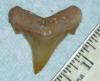 1 1/2" Angustidens Shark Tooth
