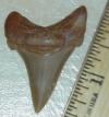 1 7/8" Angustidens Shark Tooth