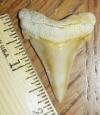 2" Angustidens Shark Tooth