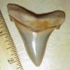 2 7/16" Pathologic Angustidens Shark Tooth