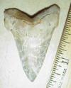 2 1/2" Angustidens Shark Tooth