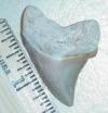 1 11/16" Angustidens Shark Tooth