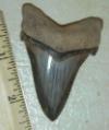 2 3/4" Angustidens Shark Tooth