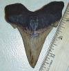 3 3/4" Angustidens Shark Tooth