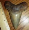 4 9/16" Angustidens Shark Tooth