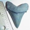 2" Angustidens Shark Tooth