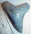 2 5/8" Angustidens Tooth