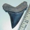 2" Angustidens Shark Tooth
