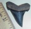 1 11/16" Angustidens Shark Tooth