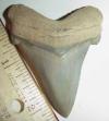 2 3/8" Angustidens Tooth