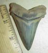 2 7/8" Angustidens Shark Tooth